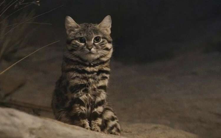 20 фактов о кошачьих, которые вы 100% не знали