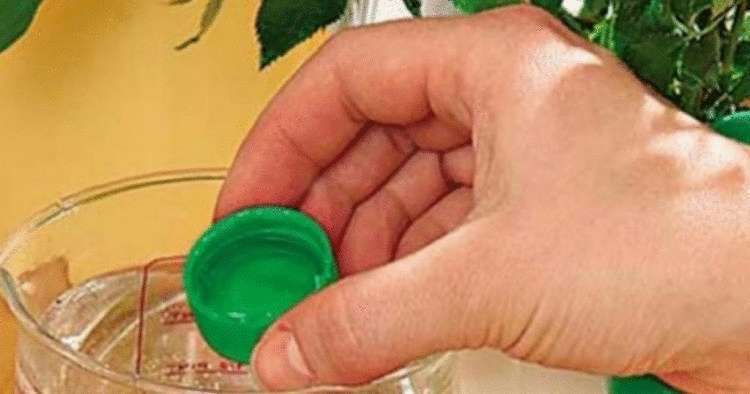 Что нужно сделать, чтобы комнатные цветы имели роскошный вид