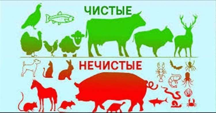 Существенная разница между животными