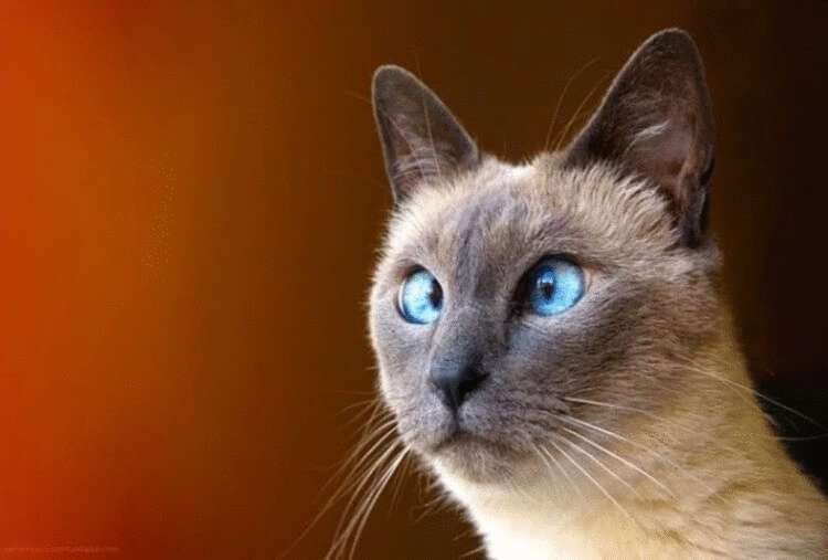 20 фактов о кошачьих, которые вы 100% не знали