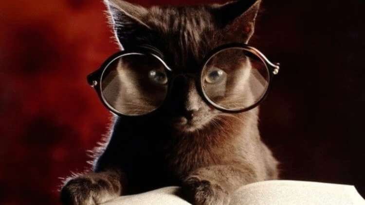 20 фактов о кошачьих, которые вы 100% не знали
