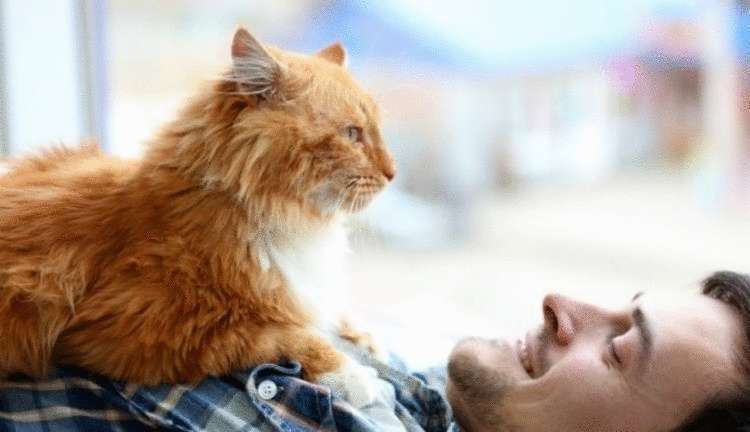 Как понять, любит ли человека кошка? Как понять, любит ли человека кошка?