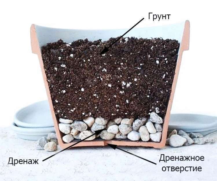 Правильный и эффективный уход за денежным деревом