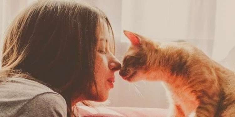 20 фактов о кошачьих, которые вы 100% не знали