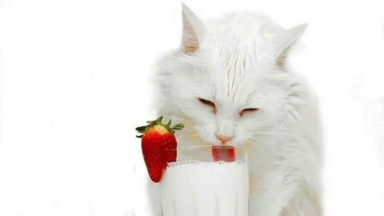 20 фактов о кошачьих, которые вы 100% не знали