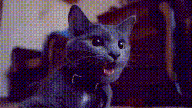 20 фактов о кошачьих, которые вы 100% не знали