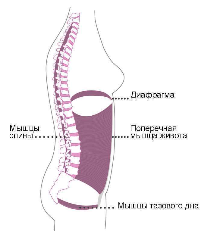 Поперечная мышца — пояс нашей стабильности
