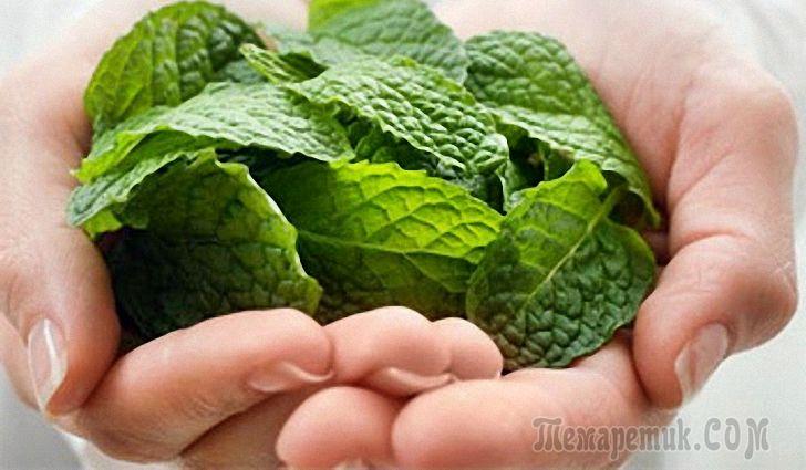 23 чудесных рецепта с перечной мятой: для кожи лица, тела и волос