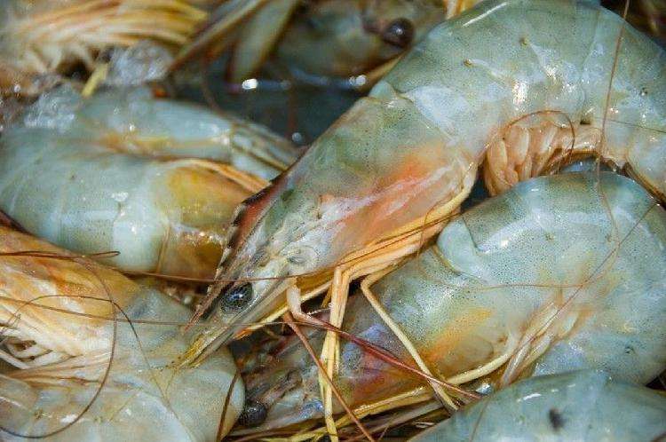 Креветки: какие вкуснее, как выбрать, чем полезен панцирь и другие интересные факты Креветки: какие вкуснее, как выбрать, чем полезен панцирь и другие интересные факты