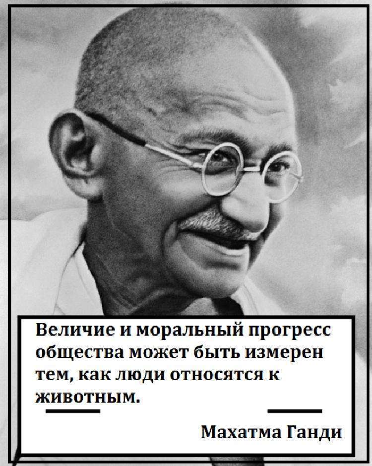 Что будет, если люди перестанут есть мясо Что будет, если люди перестанут есть мясо