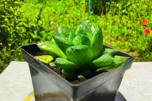 Хавортия ладьевидная (Haworthia cymbiformis)