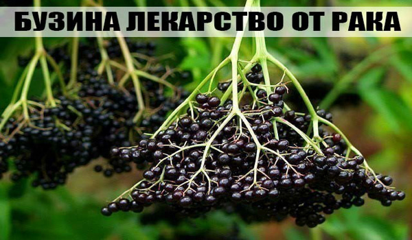 «Это растение спасло меня от Рака!»: наш герой делится удивительным опытом (рецепт)!