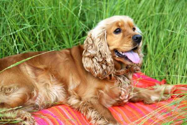 angliyskii_koker_spaniel