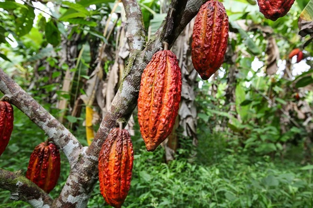 МАСЛО КАКАО ДЛЯ ЛИЦА ВСЕ ЭФФЕКТЫ ОТ ПРИМЕНЕНИЯ