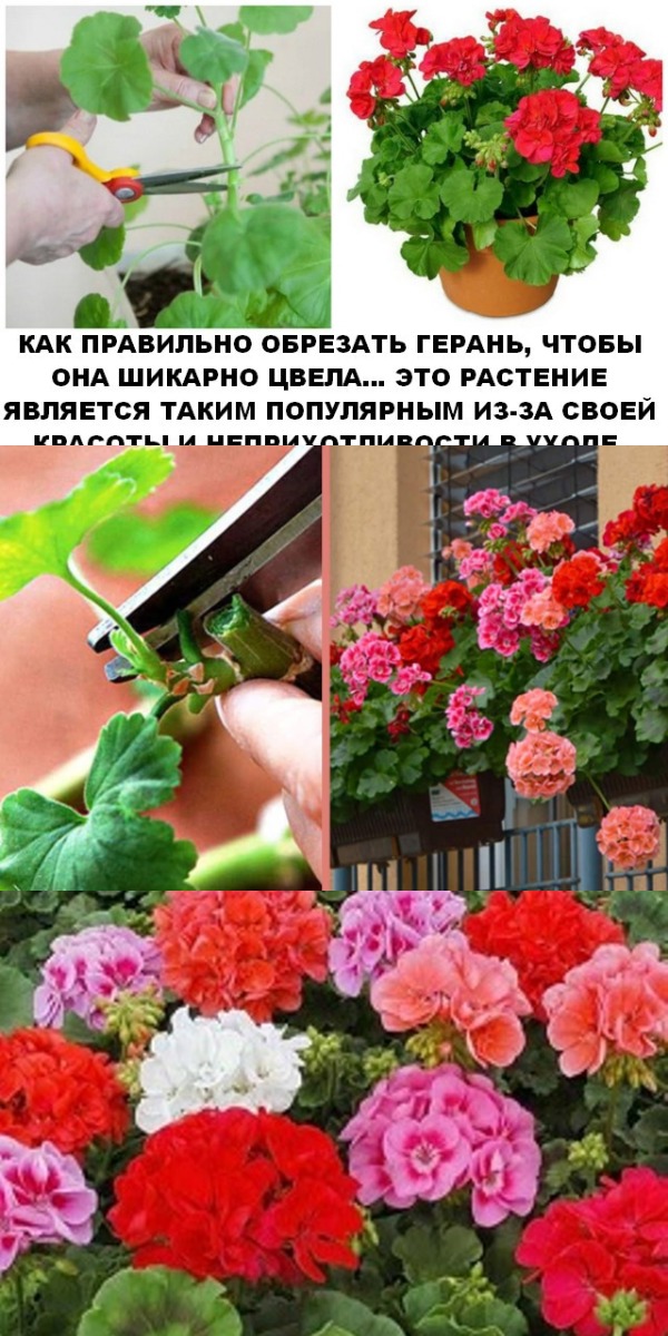 Как правильно обрезать герань, чтобы она шикарно цвела Как правильно обрезать герань, чтобы она шикарно цвела