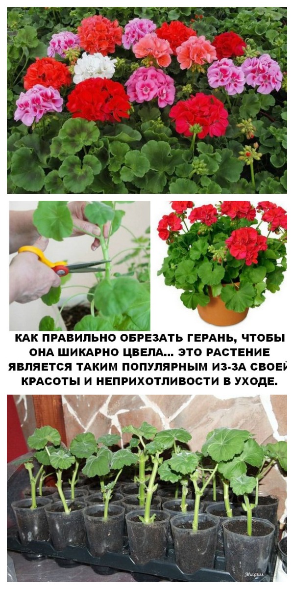 Герань. Уход и размножение. Секреты обильного цветения герани. Герань. Уход и размножение. Секреты обильного цветения герани.