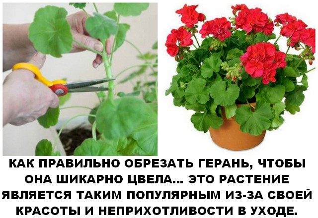 Как правильно обрезать герань, чтобы она шикарно цвела