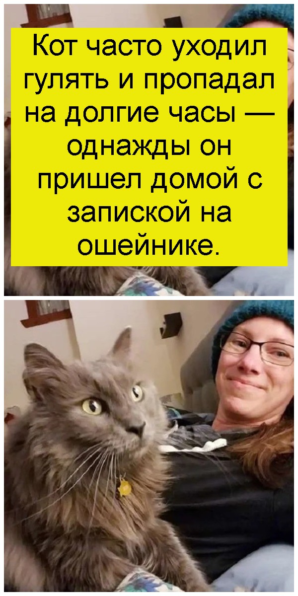 Кот часто уходил гулять и пропадал на долгие часы — однажды он пришел домой с запиской на ошейнике 4