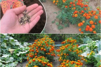 Зачем на огороде высаживать бархатцы и какую пользу они приносят