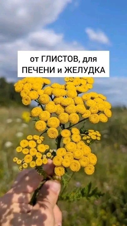 В 40 лет поставили мне диагноз - цирроз печени. Готовиться к смерти стала, да один древний дед меня спас и теперь ни одна болезнь меня не берёт, да и семейство своё я вылечила. Тётушку тоже от этого спасла. Вот какой рецепт дед тот древний мне дал: "Берёшь 3 столовые ложки…