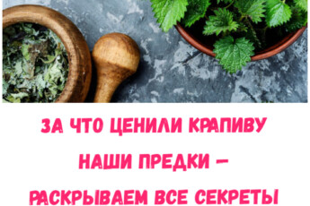 За что ценили крапиву наши предки — раскрываем все секреты чем она полезна в наши дни