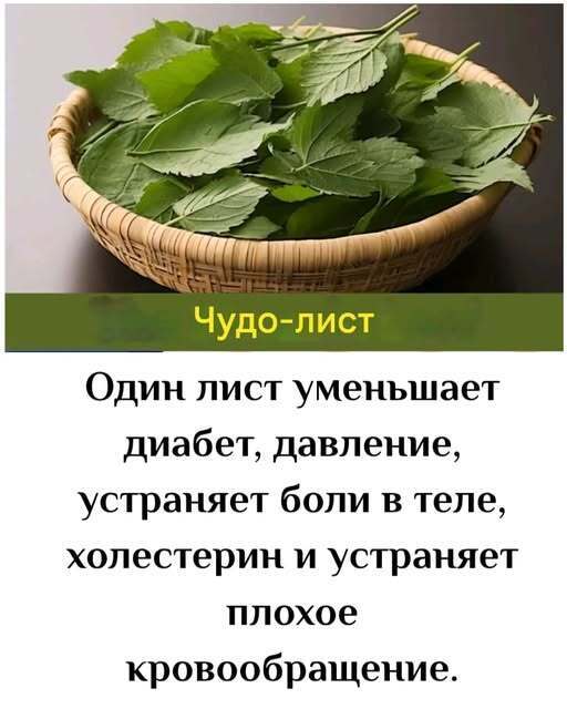 Один лист уменьшает диабет, давление, устраняет боли в теле, холестерин и устраняет плохое кровообращение. Один лист уменьшает диабет, давление, устраняет боли в теле, холестерин и устраняет плохое кровообращение.