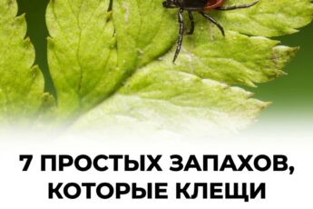 «7 ароматов, которые отпугивают клещей»: теперь я о них даже не вспоминаю! Один знакомый садовод поделился секретом, как навсегда забыть об этих опасных паразитах