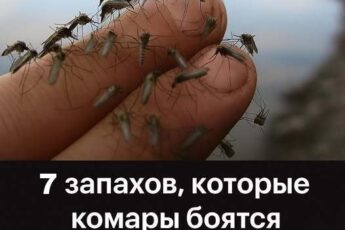 7 запахов, которых комары боятся как огня