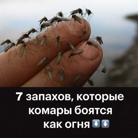 7 запахов, которых комары боятся как огня 7 запахов, которых комары боятся как огня