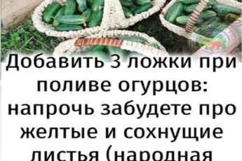 Добавить 3 ложки при поливе огурцов: напрочь забудете про желтые и сохнущие листья (народная подкормка)
