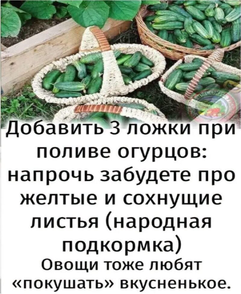 Добавить 3 ложки при поливе огурцов: напрочь забудете про желтые и сохнущие листья (народная подкормка)