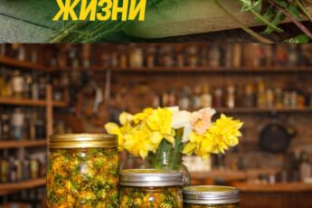 Многие этого не знают, а зря. Почему одуванчик - эликсир жизни