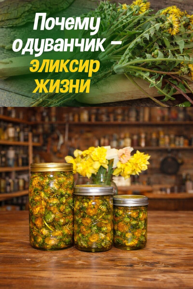 Многие этого не знают, а зря. Почему одуванчик - эликсир жизни