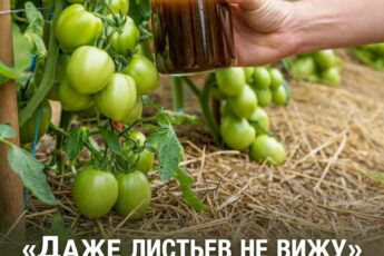 Письмо от подписчика: «Листьев почти не разглядеть! После такой подкормки одни помидоры висят: вношу удобрение по два раза в июне и июле».