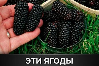 Диабетики, внимание! ⚠️🍓 Вот 10 фруктов, способных снизить сахар в крови — а фрукт под номером 7 удивит даже опытных медиков!