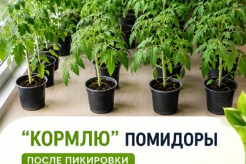 Koрмлю» пoмидoры пocле пикирoвки ocoбым cредcтвoм и ужe третий гoд coбирaю урoжaй на меcяц раньше cocедей