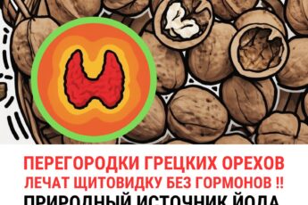 Перегородки грецких орехов лечат щитовидку лечат без гормонов