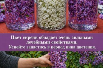 Цвет сирени обладает очень сильными лечебными свойствами. Успейте запастись в период пика цветения.
