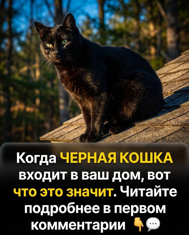 Все говорят, что чёрный кот приносит несчастье — а вот правда
